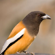 birds of ranthambore
