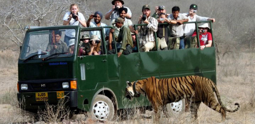 ranthambore canter safari