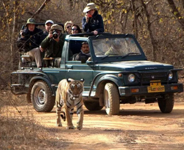 ranthambore safari