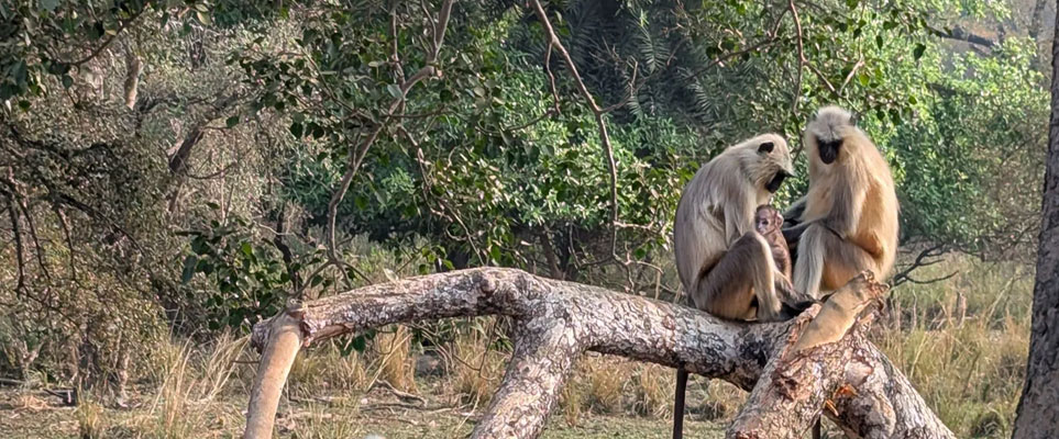 mammals in ranthambore