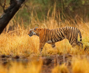 ranthambore news