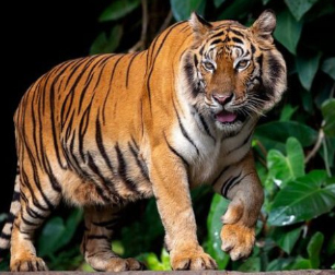 ranthambore news