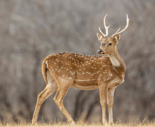 ranthambore blog