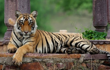 tiger