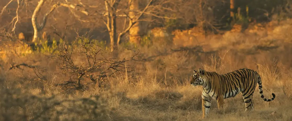 safari tour ranthambore