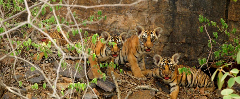 tiger cubs