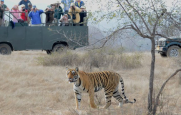 safari-zone