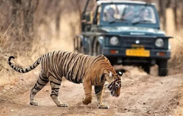 tiger 