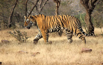 tiger