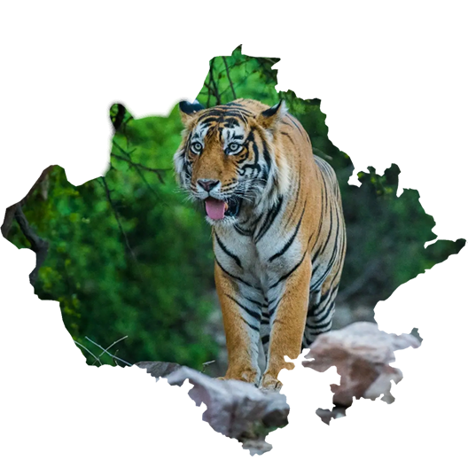 ranthambore tiger