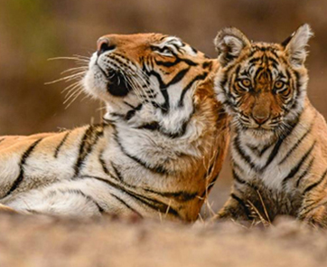 ranthambore tigers 