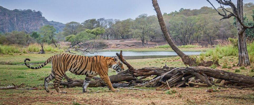 safari in ranthambore
