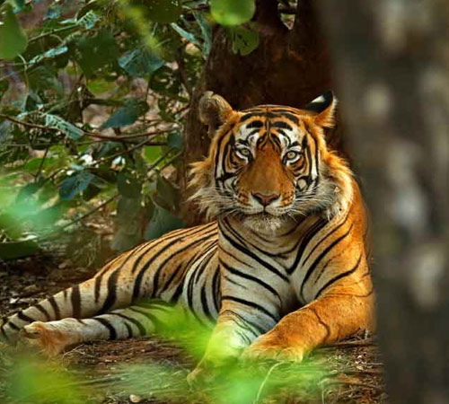 ranthambore tiger reserve
