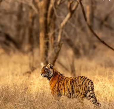 ranthambore safari