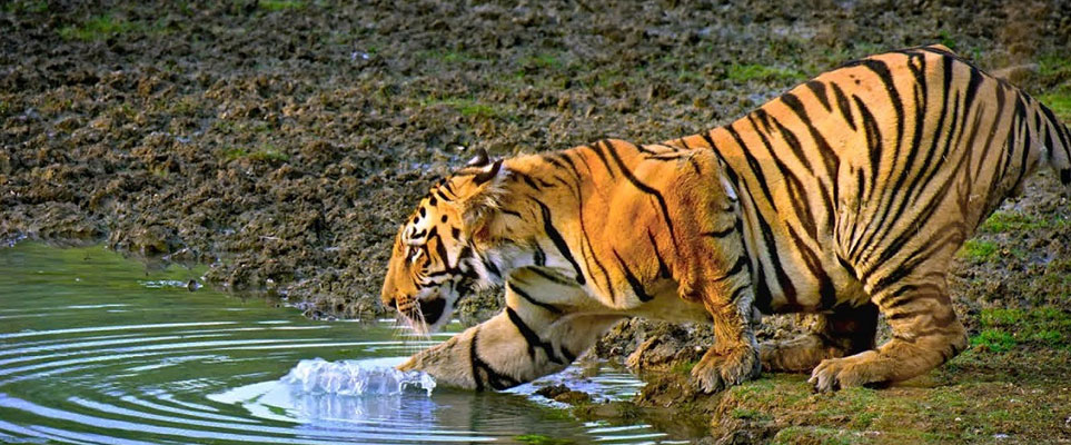 international tiger week