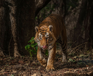 ranthambore tour