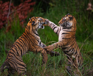 ranthambore tour