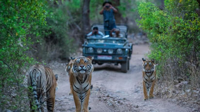 ranthambore tour