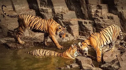 ranthambore tour