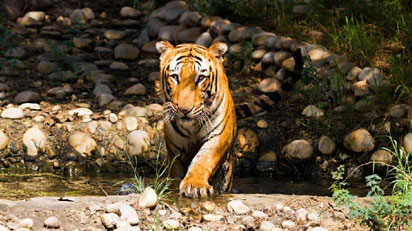 ranthambore tour